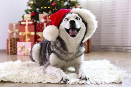 Black and white siberian husky on Christmas eve concept. Nine months old adorable doggy on the floor by the holiday tree with wrapped gift boxes. Festive background, close up, copy space.の写真素材