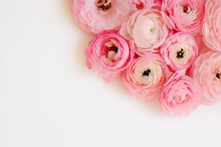 Studio shot of beautiful bouquet of pale pink ranunculus flowers with visible petal texture. Close...