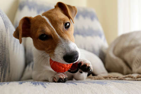 Curious Jack Russell Terrier puppy playing with favorite toy looking at the camera. Adorable doggy with folded ears and orange rubber ball for pets. Play time concept. Close up, copy space, backgroundの写真素材