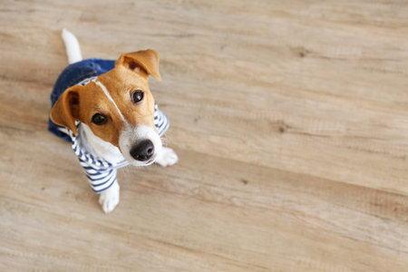 Curious Jack Russell Terrier puppy wearing a dog jumpsuit looking at the camera. Adorable dog with...