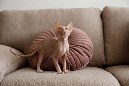 Two month old Canadian sphynx cat sitting on a couch. Beautiful purebred hairless kitten with yellow eyes. Natural light. Close up, copy space, background.の写真素材