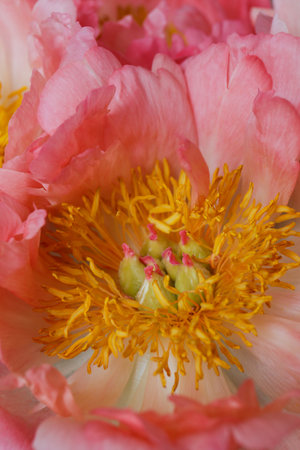Macro shot of beautiful pink peony blossoms. Festive background with petal patterns of fully open flower buds. Copy space, close up, top view, backdrop, cropped image.の写真素材