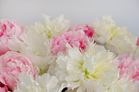 Macro shot of beautiful pink and white peony blossoms. Festive background with petal patterns of fully open flower buds. Copy space, close up, top view, backdrop, cropped image.の写真素材