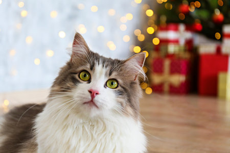 Cute cat with Christmas tree and gifts on blurred background, closeupの写真素材