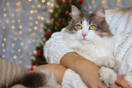 Beautiful cat lying on woman's lap on background of Christmas treeの写真素材