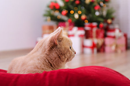Beautiful red british shorthair cat over the christmas tree with blurry festive decor. Portrait of beloved pet at home and pine tree with bokeh effect lights. Close up, copy space.の写真素材
