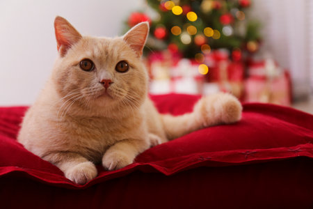 Beautiful red british shorthair cat over the christmas tree with blurry festive decor. Portrait of beloved pet at home and pine tree with bokeh effect lights. Close up, copy space.の写真素材