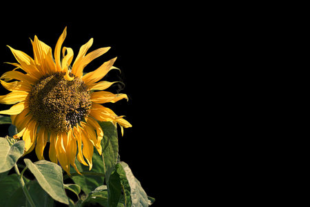 Bright flower of a sunflower on a black background. Place for textの写真素材