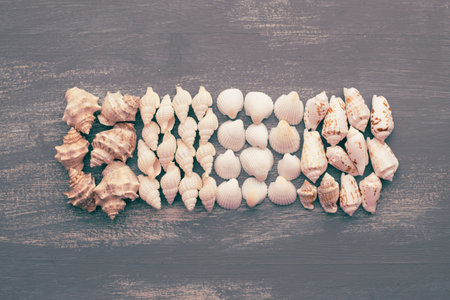 Set sea shell decorative frame place for text. Flat view