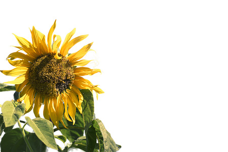 Beautiful sunflower on white background. Beautiful yellow flowerの写真素材