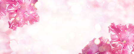 Banner A branch of pink gladiolus on a gentle soft toned background. Beautiful Delicate flower.の写真素材