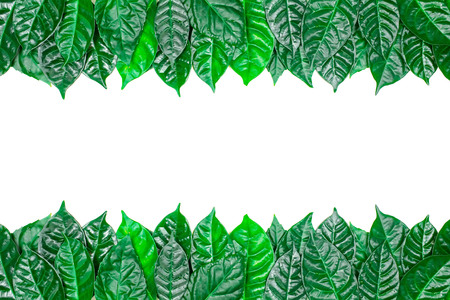 Natural background with green leaves isolated on white background.の写真素材