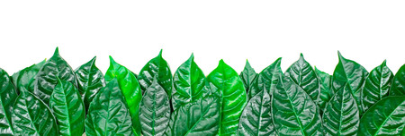 Banner Natural background with green leaves isolated on white background.の写真素材