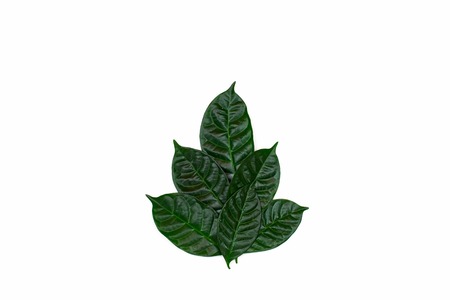 A Bush of green leaves on white isolated background. Flat lay top viewの写真素材