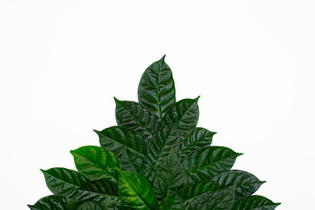 A Bush of green leaves on white isolated background. Flat lay top viewの写真素材
