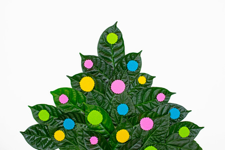 Ornamental Bush of green leaves on white isolated background. Bright colored confetti. The apartment was on the topの写真素材