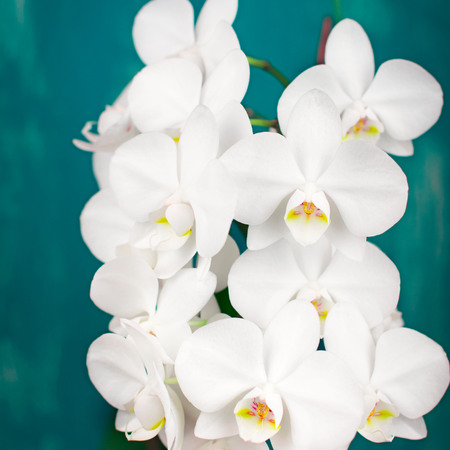 White Orchid on a blue vintage background. A beautiful flowering plantの写真素材