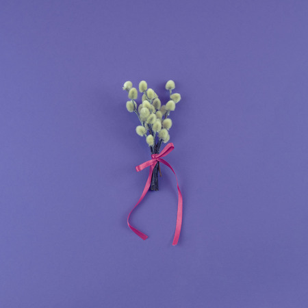 Bouquet of catkins branches on the background of ultravioletの写真素材