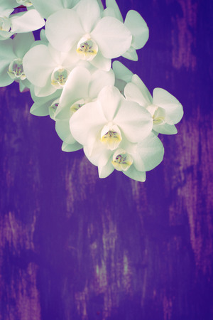 Surrealism White Orchid on a pink background vintage. A beautiful flowering plantの写真素材