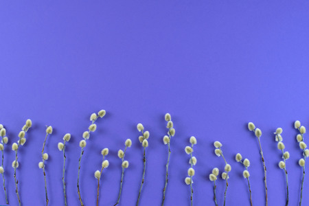 Bouquet of catkins branches on the background of ultraviolet The view from the top Place for text.の写真素材