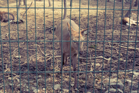 The young deer lives in a cage in the zoo. Deer family in a cage.の写真素材