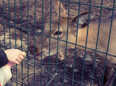 The young deer lives in a cage in the zoo. Deer family in a cage. Eating food with hands.の写真素材
