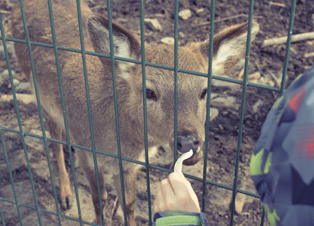 The young deer lives in a cage in the zoo. Deer family in a cage. Eating food with hands.の写真素材