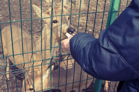 The young deer lives in a cage in the zoo. Deer family in a cage. Eating food with hands.の写真素材