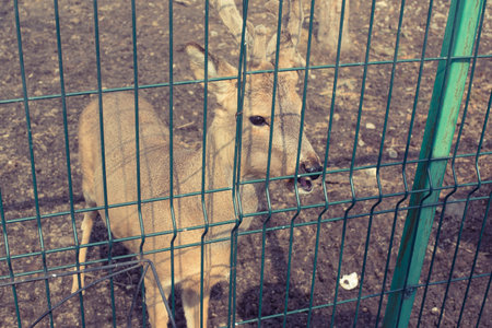 The young deer lives in a cage in the zoo. Deer family in a cage.の写真素材