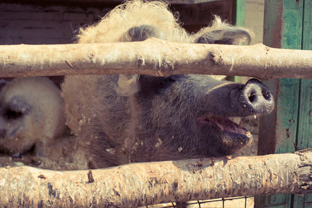 A big pig lives in a zoo. Wooden pig pen on the farm.の写真素材
