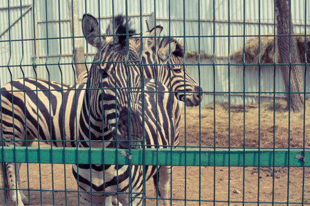 Two adult zebras live in the zoo. Zebra stands in a cageの写真素材