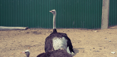 Banner Two adult ostrich live in the zoo. Large birds, Green fenceの写真素材
