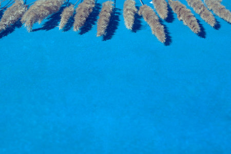 ears on blue background with copy space for your text. The view from the top. flat lay patternの写真素材