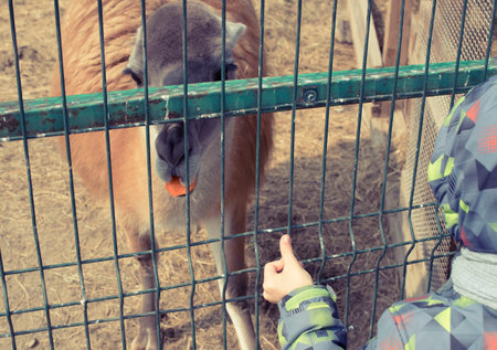 Lama lives in a cage at the zoo. Boy feeding a llama with handsの写真素材