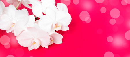 White Orchid banner on red background. Top view Copy space for your textの写真素材
