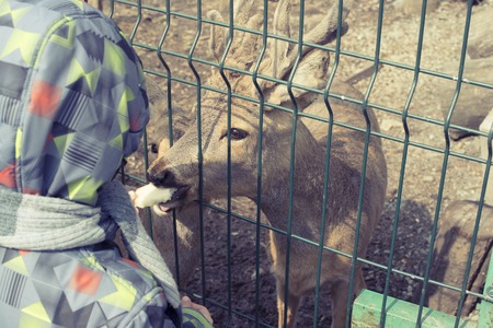 The young deer lives in a cage in the zoo. Deer family in a cage. A boy feeds two deer with hands.の写真素材