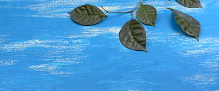 Banner Tree branch Green Leaves blue Vintage background. Top view copy space for your textの写真素材