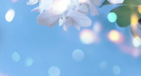 Banner White Orchid on a blue background. A beautiful flowering plantの写真素材