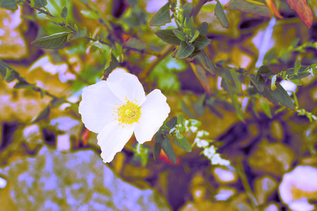 Surrealism The white poppy is growing on the rocks. One Blooming white poppy top Viewの写真素材