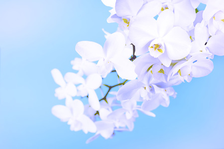 White Orchid on a blue background. A beautiful flowering plantの写真素材