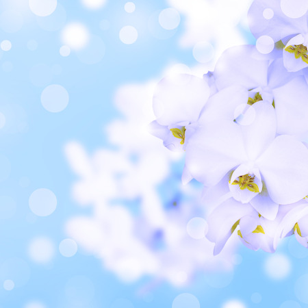 White Orchid on a blue background. A beautiful flowering plantの写真素材