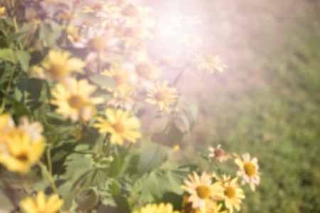 defocus natural background blurred yellow flowers.の写真素材