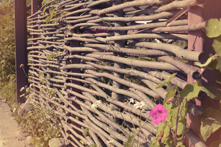 Banner Beautiful small pink flowers Natural blurred background. Nature Morning sunlight lightの写真素材