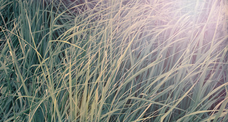 Banner Natural background grass texture color ultraviolet Abstraction decorative toningの写真素材