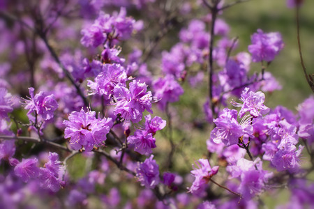 Beautiful branches with flowers rosemary on the background of the sky. Natural nature bright colorsの写真素材