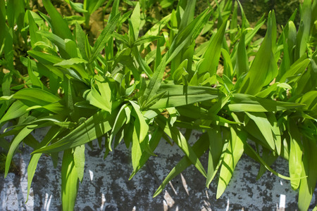 Natural background leaves plants tinting blur. The color spot pinkの写真素材