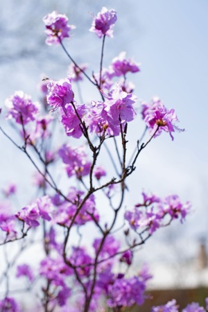 Defocusing beautiful branches with flowers rosemary on the background of the sky. Natural nature bright colorsの写真素材