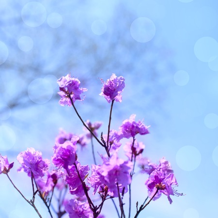 Beautiful branches with flowers rosemary on the background of the sky. Natural nature bright colorsの写真素材