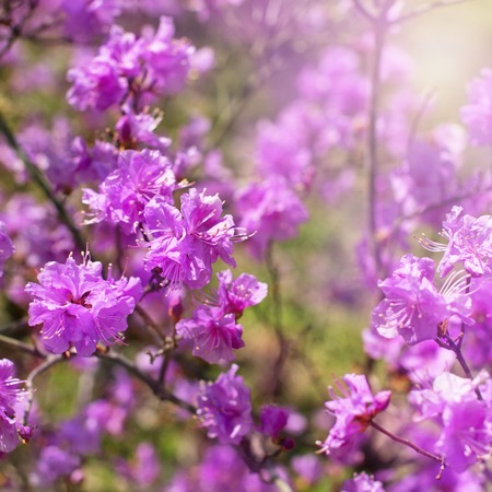 Beautiful branches with flowers rosemary on the background of the sky. Natural nature bright colorsの写真素材