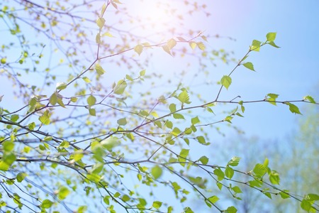 Beautiful birch tree branch with green leaves in the sky. Nature environmentの写真素材